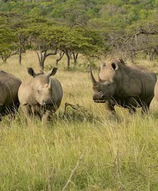 Bei den Spitzmaulnashörnern in Zululand
